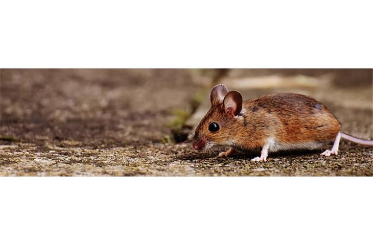 osimertinib lung cancer mouse