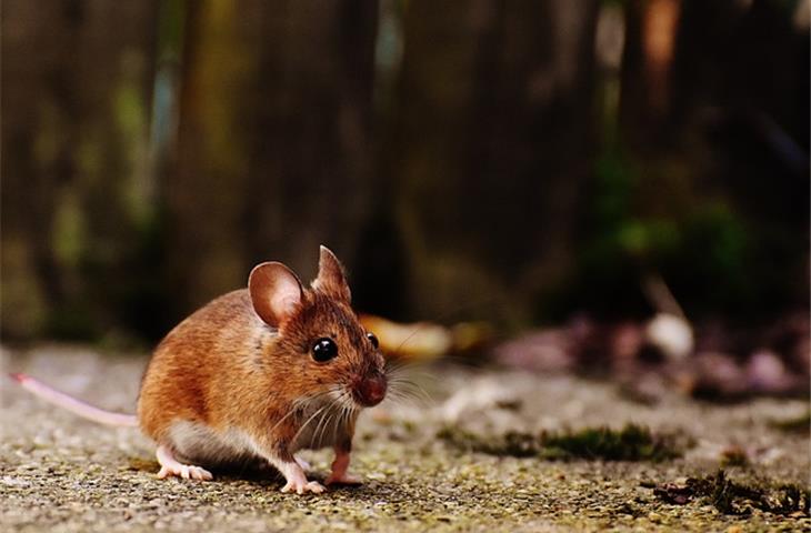 osimertinib lung cancer mouse