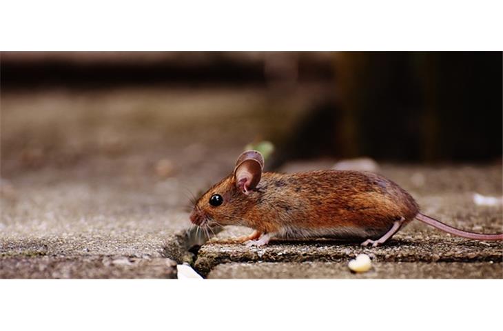 osimertinib mouse models dose