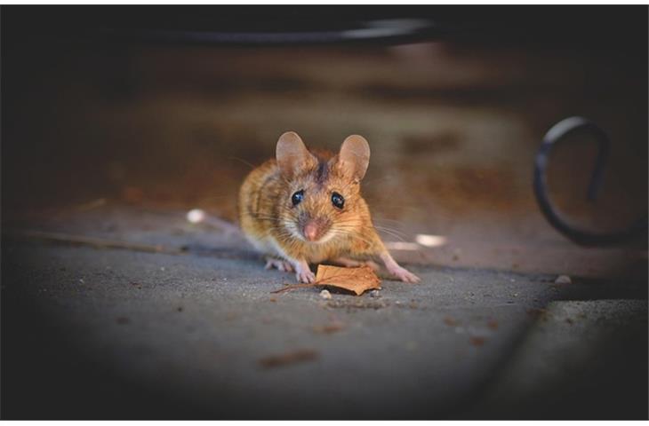 osimertinib mouse models dose