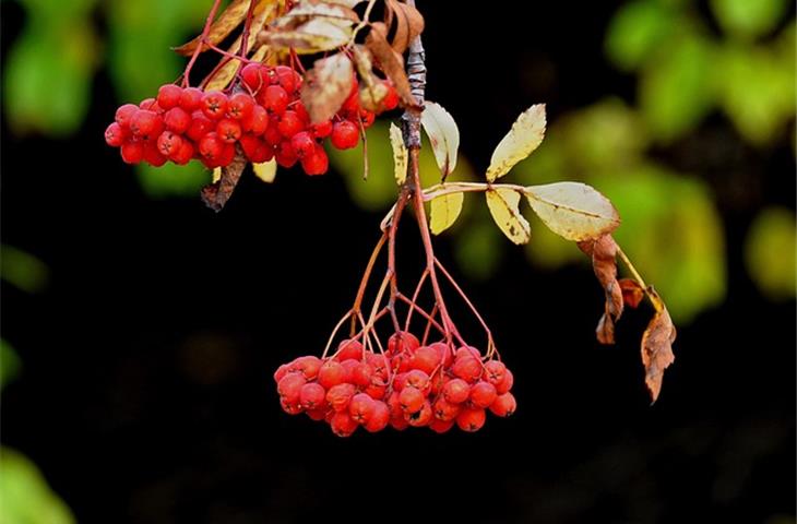 etude flora osimertinib